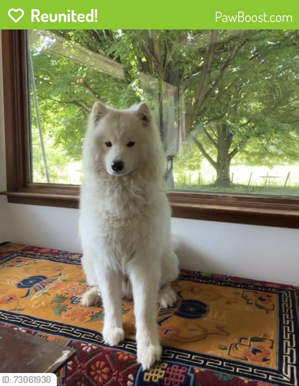 Reunited Male Dog last seen Maple avenue, Ravena, NY 12143