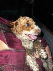 Found/Stray Unknown Dog last seen Elmwood ave, Joliet, IL 60433