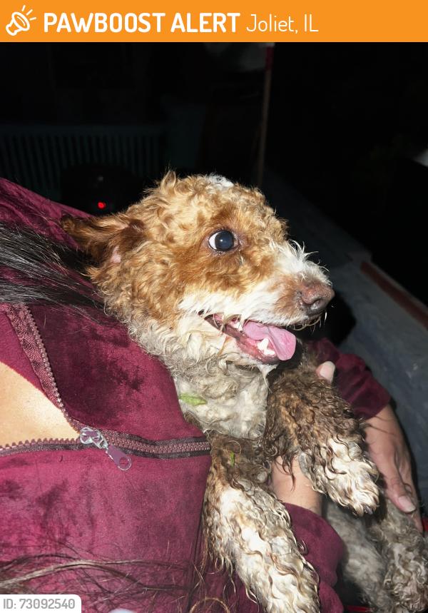 Found/Stray Unknown Dog last seen Elmwood ave, Joliet, IL 60433