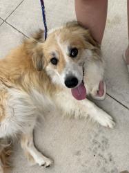 Reunited Female Dog last seen Post & Covell, Arcadia, OK 73007