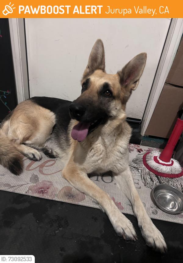 Found/Stray Unknown Dog last seen Next to patriot high school, Jurupa Valley, CA 91752