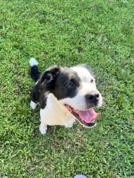 Reunited Female Dog last seen Alta Mira dr & Trimmier, Killeen, TX 76541