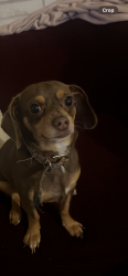 Reunited Male Dog last seen Fox hollow , Jasmine Estates, FL 34668