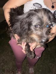 Found/Stray Unknown Dog last seen Grande valley, San Antonio, TX 78242