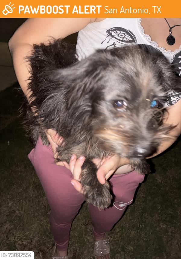 Found/Stray Unknown Dog last seen Grande valley, San Antonio, TX 78242