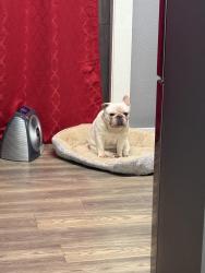Lost Male Dog last seen Near w pear st, Centralia, WA 98531