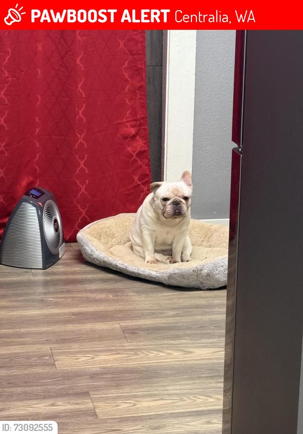 Lost Male Dog last seen Near w pear st, Centralia, WA 98531