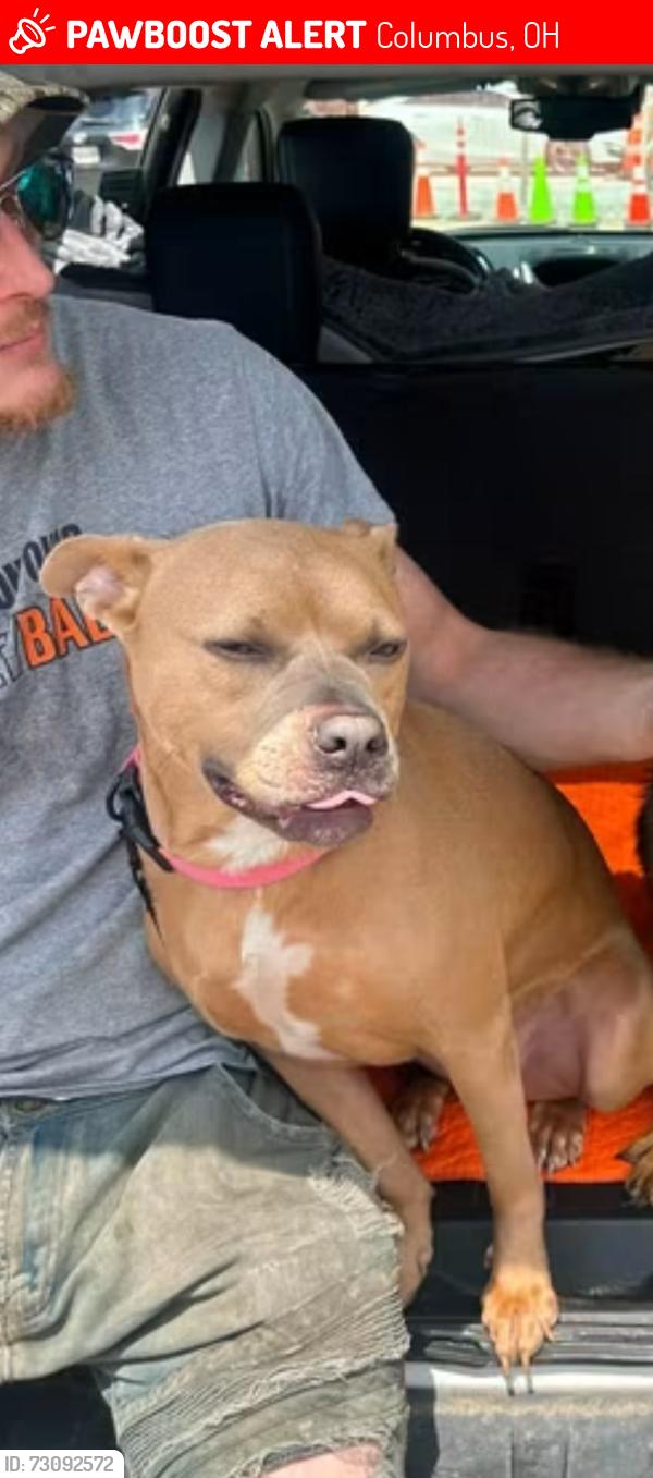 Lost Female Dog last seen Dakota ave Columbus Ohio , Columbus, OH 43222
