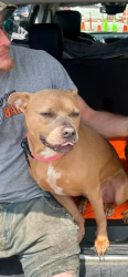 Lost Female Dog last seen Dakota ave Columbus Ohio , Columbus, OH 43222