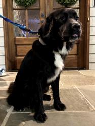 Reunited Female Dog last seen Brookberry Farm Circle, Winston-Salem, NC 27106
