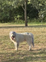 Lost Male Dog last seen 810, 3136, Alvarado, TX 76009