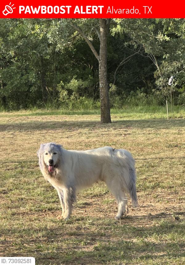 Lost Male Dog last seen 810, 3136, Alvarado, TX 76009