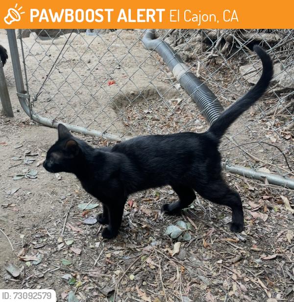 Found/Stray Male Cat last seen Canta lomas and vista grande rd, El Cajon, CA 92019