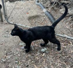 Found/Stray Male Cat last seen Canta lomas and vista grande rd, El Cajon, CA 92019
