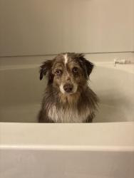 Reunited Male Dog last seen Blue diamond and valley view, Clark County, NV 89178