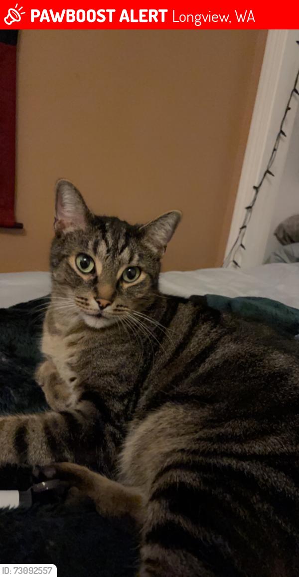 Lost Male Cat last seen 9th and Delaware, Longview, WA 98632