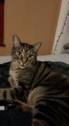 Lost Male Cat last seen 9th and Delaware, Longview, WA 98632