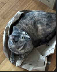Lost Female Cat last seen Kina st, Kailua, HI 96734