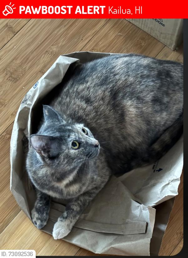 Lost Female Cat last seen Kina st, Kailua, HI 96734