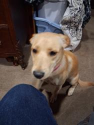 Lost Female Dog last seen Fast and friendly on Sunshine Street, Springfield, MO 65807