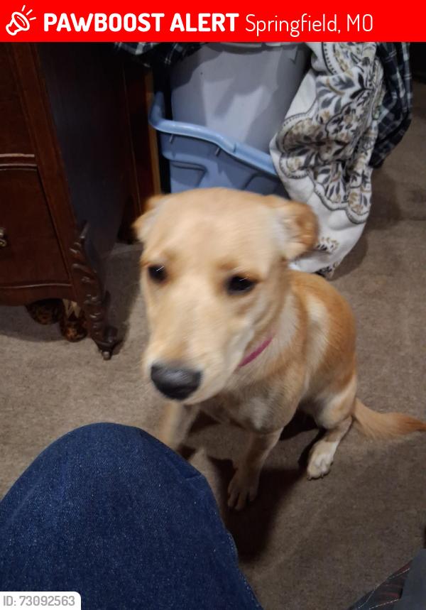 Lost Female Dog last seen Fast and friendly on Sunshine Street, Springfield, MO 65807