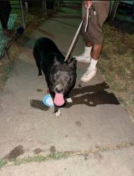 Reunited Female Dog last seen Aster st, Escondido, CA 92027