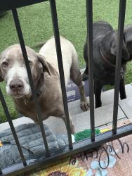 Lost Male Dog last seen 21st Dr and Star Lake Rd S, Federal Way, WA 98003
