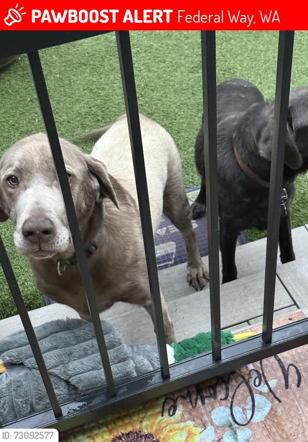 Lost Male Dog last seen 21st Dr and Star Lake Rd S, Federal Way, WA 98003