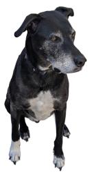 Lost Male Dog last seen Tierrasanta Blvd & Santo Road, San Diego, CA 92124
