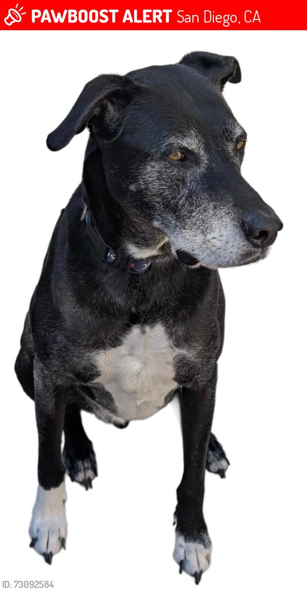 Lost Male Dog last seen Tierrasanta Blvd & Santo Road, San Diego, CA 92124