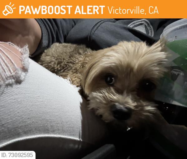 Found/Stray Female Dog last seen Black Mountain Pl, Victorville, CA 92394