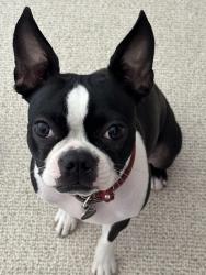 Reunited Female Dog last seen Stewart Ave and Venice Ave, Los Angeles, CA 90066