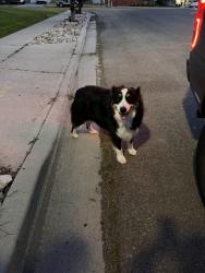 Found/Stray Male Dog last seen Near Sego Lily, Sandy, UT 84094
