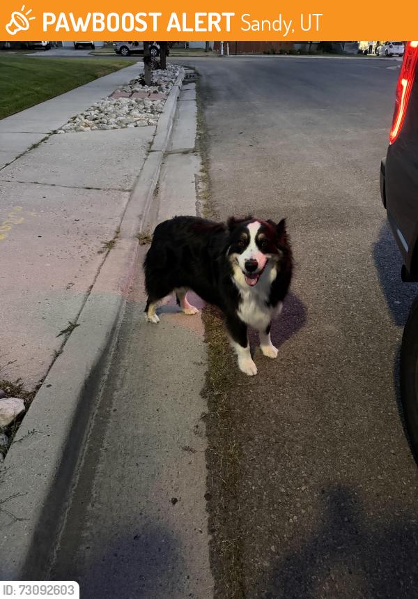 Found/Stray Male Dog last seen Near Sego Lily, Sandy, UT 84094
