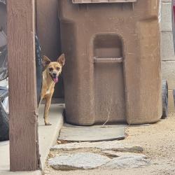Found/Stray Unknown Dog last seen red wing cir and orange wood, Casas Adobes, AZ 85741