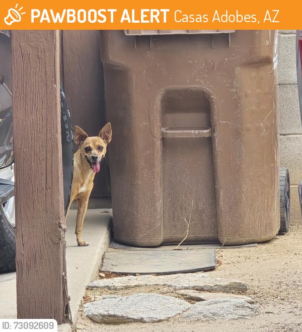 Found/Stray Unknown Dog last seen red wing cir and orange wood, Casas Adobes, AZ 85741