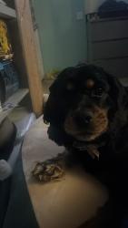 Reunited Female Dog last seen Near lantana drive orlando florida 32807, Orlando, FL 32807