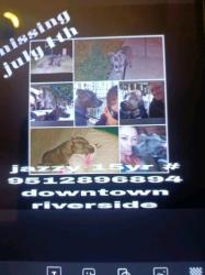 Lost Female Dog last seen Near 3rd st, Riverside, CA 92501