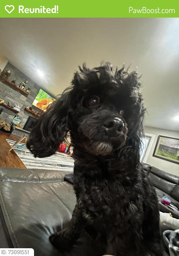 Reunited Male Dog last seen Near clapboard ridge road , Danbury, CT 06811