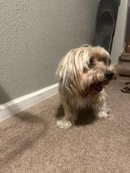 Found/Stray Unknown Dog last seen Near Margo Dr, Concord, CA 94519