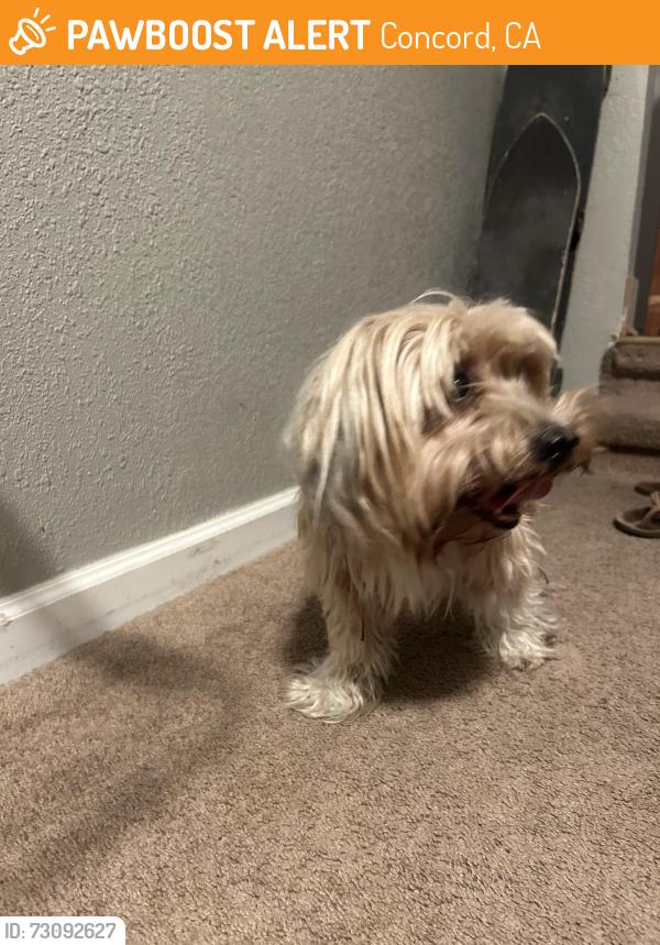 Found/Stray Unknown Dog last seen Near Margo Dr, Concord, CA 94519