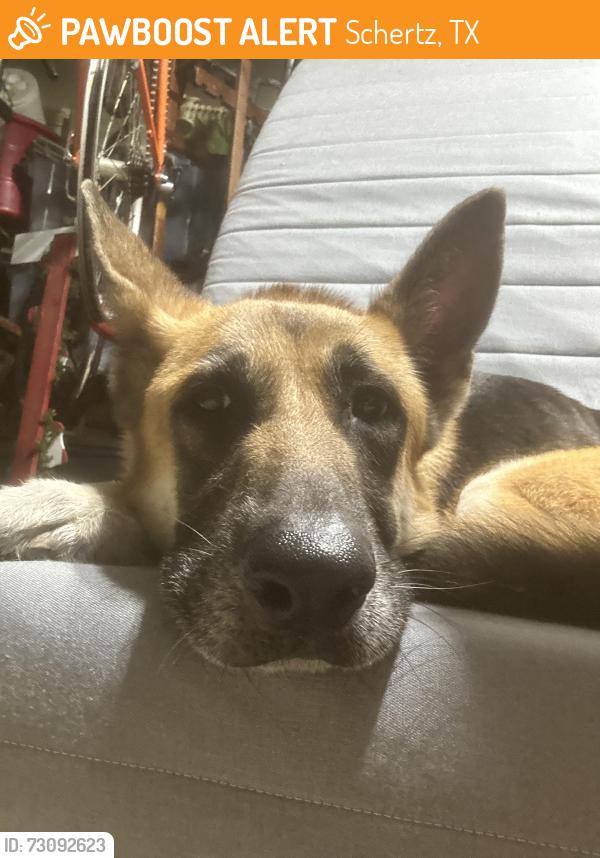 Found/Stray Female Dog last seen Cliffside and Cherry Tree, Schertz, TX 78108