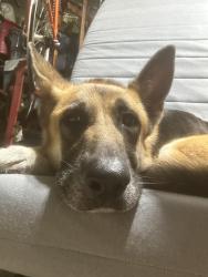 Found/Stray Female Dog last seen Cliffside and Cherry Tree, Schertz, TX 78108