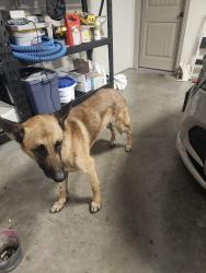 Found/Stray Male Dog last seen Oak Vista, FM 1446, Waxahachie, TX 75167