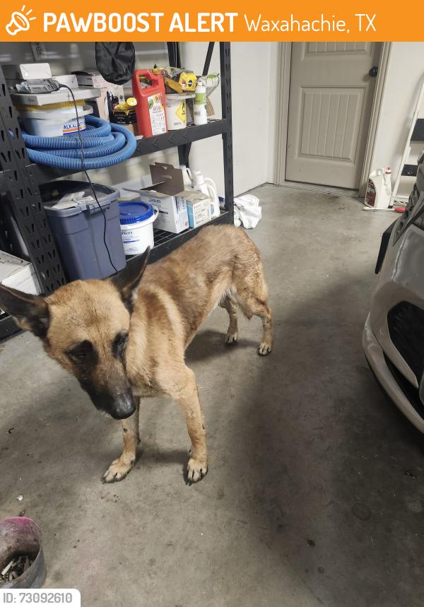 Found/Stray Male Dog last seen Oak Vista, FM 1446, Waxahachie, TX 75167