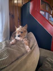 Reunited Male Dog last seen Poinsetta dr, Cherokee County, GA 30102