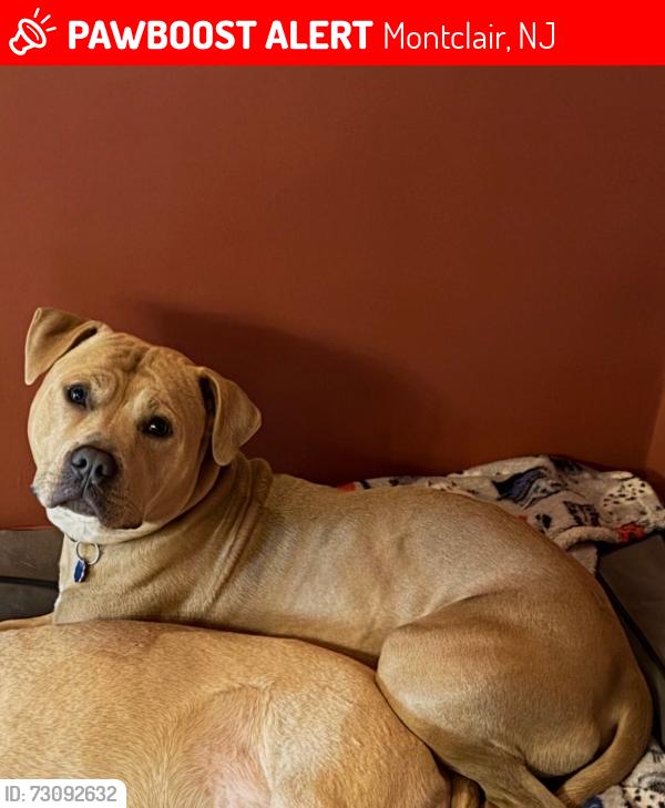 Lost Male Dog last seen Alexander Ave Montclair, Montclair, NJ 07043