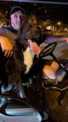 Reunited Female Dog last seen Meadowlark Road/ Heron Ridge Road, Winston-Salem, NC 27106
