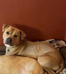 Lost Male Dog last seen Alexander Ave Montclair, Montclair, NJ 07043