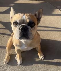 Lost Female Dog last seen Central & coors, Albuquerque, NM 87121